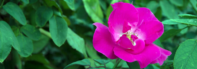 Obraz premium pink tulip in the garden