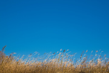 冬空