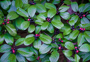 Carolina buckthorn (Rhamnus carolinianus) berries and leaves in early fall in central Virginia....