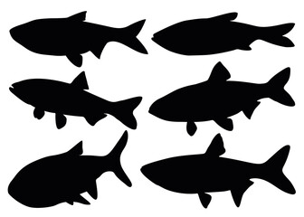 Silver carp fish in the set. Vector image.
