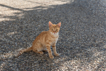 Joven gato naranja en la calle