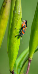 Milkweed bug (Oncopeltus fasciatus) on seed pod of swamp milkweed (Asclepias incarnata)