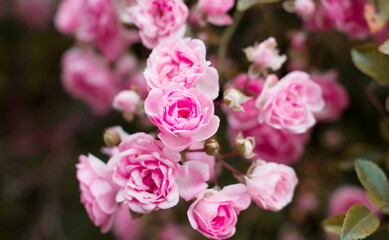 Pink roses for love background. Flowers in nature