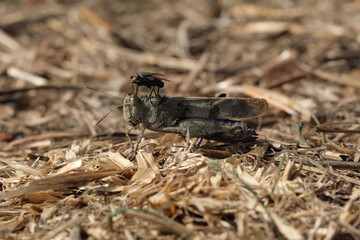 Lustiges Tierfoto mit Fliege auf einer Heuschrecke - Stockfoto