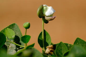 alcaparra en flor, Capparis spinosa, Campos, Mallorca, balearic islands, spain, europe