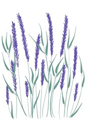 Fototapeta premium Illustration with lavender, suitaable for postcards