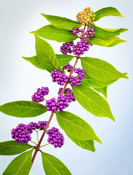 Ripe berries of American beautyberry bush ( Callicarpa americana) in central Virginia in early October