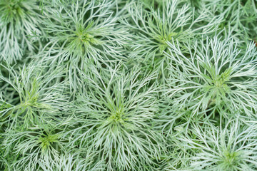 Naklejka na ściany i meble Artemisia schmidtiana or Nana is a compact, semi evergreen perennial forming a low, spreading mound, with soft, silvery leaves divided into hair like lobes