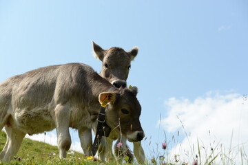 Kühe und Kälber auf der Almweide