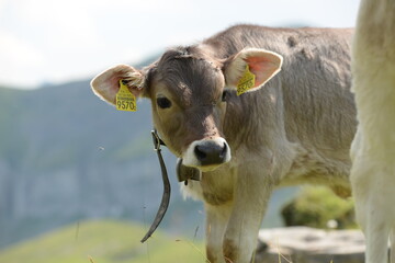 Kühe und Kälber auf der Almweide
