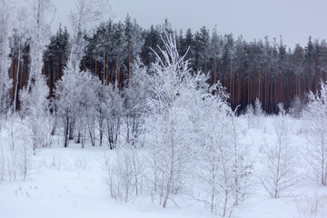 small trees in the snow and other against the winter forest, overcast