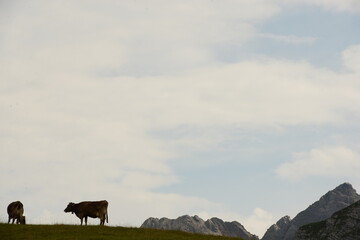 Kühe und Kälber auf der Almweide