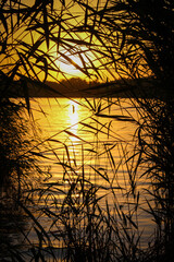 yellow sunset in the reeds in backlight