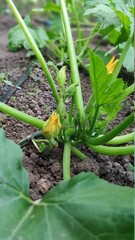 Gardening background with zucchini plant in open ground, selective focus