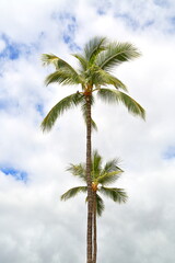Beautiful palm trees over a blue sky with clouds in Maui, Hawaii-USA