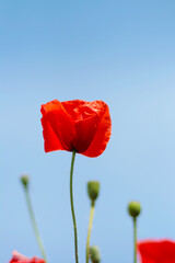 Naklejka premium Blooming poppy field. Red poppy flower close up