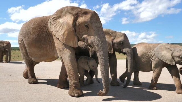 Gruppe Elefanten auf dem Weg zum Wasserloch. Die Elefanten trinken und spielen am Wasserloch. Unter ihnen ist auch ein Baby.