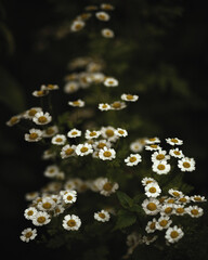 small white flowers