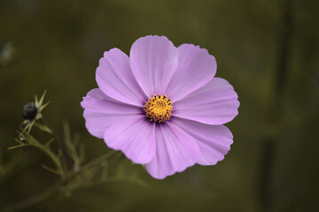 pink flower