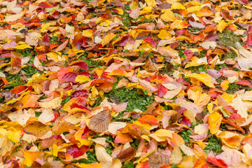 Colorful leaves lying on the floor creating a carpet of colors.