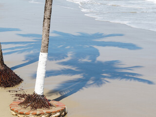 Shadow from palm leaves on sandy beach with wave.