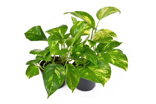 Mani plant deals