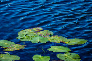 moving lake water ripples and floating lily pads near Oak Grove, Michigan, USA in September
