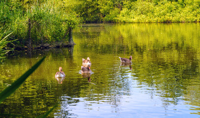  Graugänse im Hermann-Löns- Park Hannover