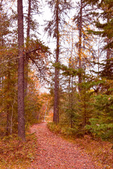 Footpath in the wild forest in Quebec, Canada