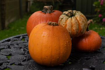 pumpkins on garden table ,helloween party preparation