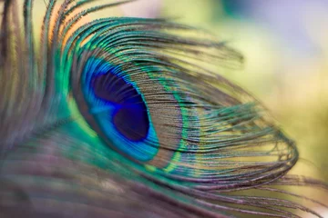  Close up shot of peacock feather captured with shallow depth of field © Manish