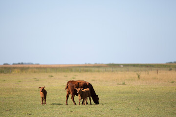 angus en el campo