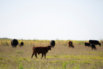 angus en el campo