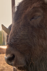 Fototapeta premium Wild european bison in the forest, Russia