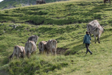 Kühe und Kälber auf der Almweide