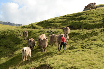 Kühe und Kälber auf der Almweide