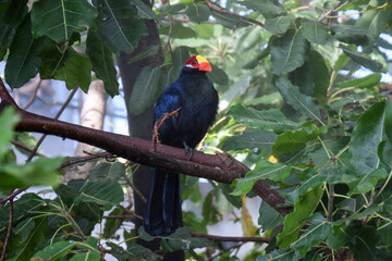 A blue bird with a bright head and beak sitting on a branch