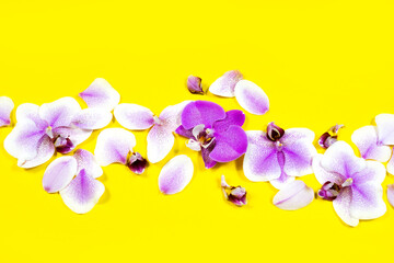 Purple orchid flowers in a row on yellow background. Oriental phalaenopsis blossom border. Exotic floral composition
