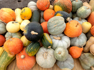 Various green and yellow pumpkins, Halloween ..