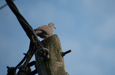 Collared Dove perching on a telegraph pole, with a blue sky background. 