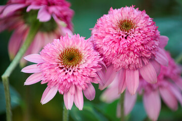 Fototapeta premium Purpurea Echinacea pink double delight with a green blurred background