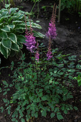 Bush with pink purple fluffy astilba flowers. Perennial plant with thin brown twigs with green leaves in garden, summer