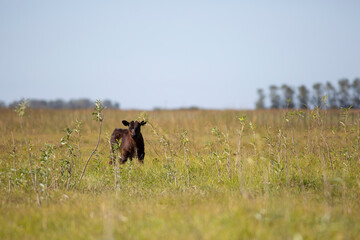 angus en el campo