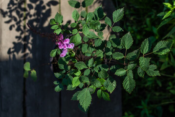 Fototapeta na wymiar Bush with pink purple fluffy astilba flowers in a pot. Perennial plant with thin brown twigs with green leaves in sun light. Top view. Summer garden. Shadows