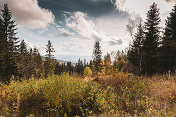Trees in a forest with autmn colors and a view