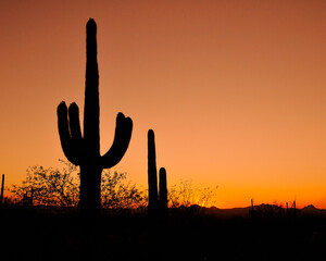 A Saguaro Cactus stands majestic against an American Southwest Sunset - Arizona