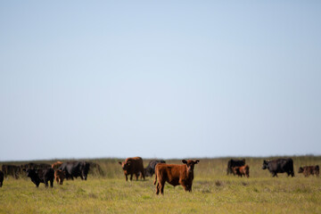 angus en el campo