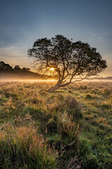 Obraz premium Sunrise through the mist