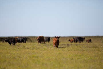 angus en el campo