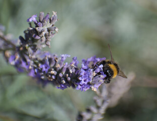 Bumble bee busy pollinating lavender flowers in a tiny garden. 
